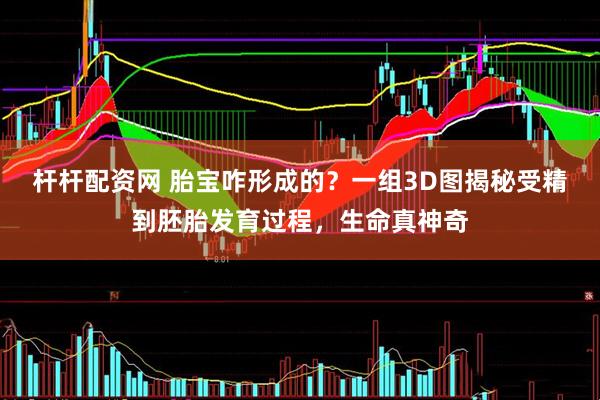 杆杆配资网 胎宝咋形成的？一组3D图揭秘受精到胚胎发育过程，生命真神奇